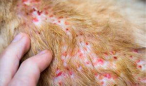 CAT HEALTH > Cat Skin Care Dandruff