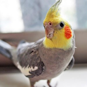 Getting a Cockatiel