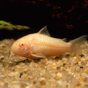 About Albino Corydoras Catfish