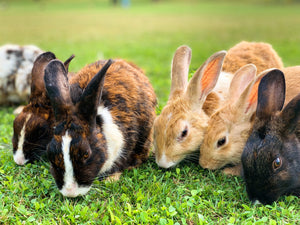 Getting a Rabbit