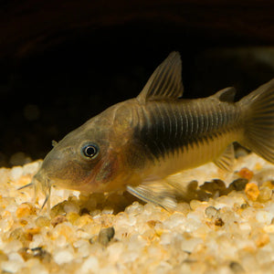 About Bronze Corydoras Catfish