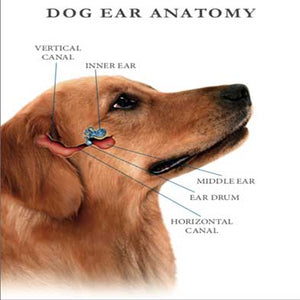DOG HEALTH > Your Dog’s Ear Infection