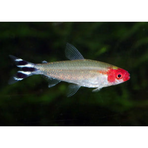 About Rummy Nose Tetra