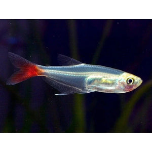 About Glass Bloodfin Tetra