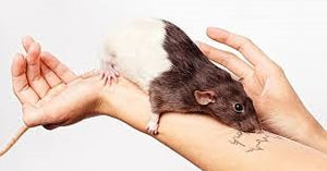 Getting a Rat