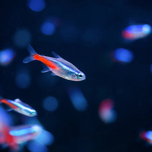About Neon Tetra
