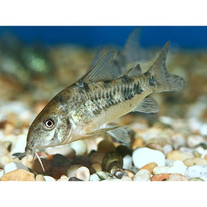 About Pepper Corydoras Catfish