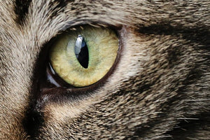 CAT HEALTH > A Basic Introduction to Cat Eye Care