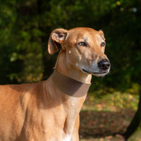 Ancol - Timberwolf Greyhound Collar, 34-43cm