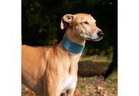 Ancol - Timberwolf Greyhound Collar, 34-43cm