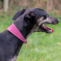 Ancol - Timberwolf Greyhound Collar, 34-43cm