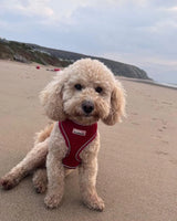 Doodlebone - Airmesh Harness, Ruby Leopard