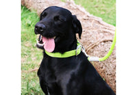 Ancol - Padded Viva Collar