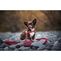 Kong - Cat Puzzlements Pie