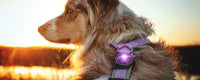 Orbiloc - Dual Dog Safety Light - Purple