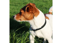 Ancol - Classic Leather Collar, Black