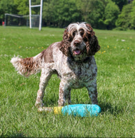 Ancol - Pawty Time Gifts Dog Toy - Pawty Champagne