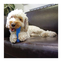 Rosewood - Jolly Doggy Chillax Cool Bone - 7"