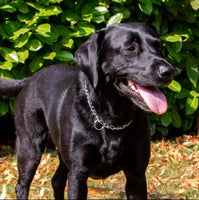 Ancol - Heavy Check Chain Collar