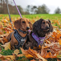 Doodlebone - Adjustable Airmesh Harness, Cornflower