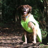 Ancol - Stormguard Dog Coat, Hi-Vis