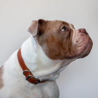 Ancol - Classic Leather Collar, Tan