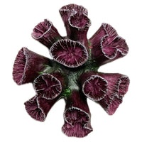 Betta - Purple Trumpet Head Coral