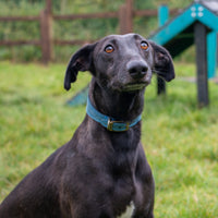 Ancol - Timberwolf Greyhound Collar, 34-43cm