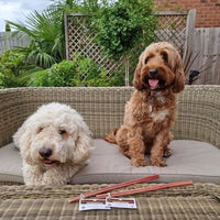 Jr Pet Products - Bull Pizzle  - XL (30 cm)