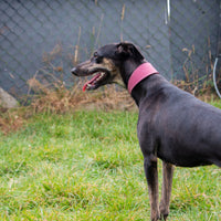 Ancol - Timberwolf Greyhound Collar, 34-43cm