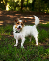 Petello - Yak Cheese Dog Chew - X Large (155g)