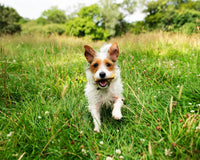 Petello - Yak Dog Chew - Cheese With Turmeric - X Large (155g)