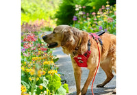 Ancol - Viva Exercise & Travel Harness, Black