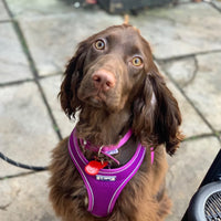 Ancol - Viva Collar, Purple