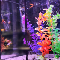 Betta - Budget Mixed Plants - Each