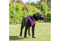 Ancol - Viva Nylon Padded Snap Lead - 1mx25mm (max 75kg)