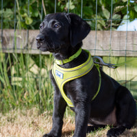 Ancol - Viva Collar, Lime