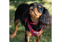 Ancol - Viva Collar, Red