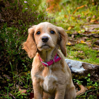 Ancol - Viva Collar, Pink