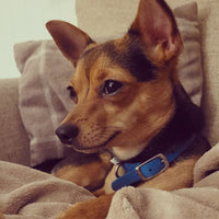 Ancol - Viva Collar, Blue