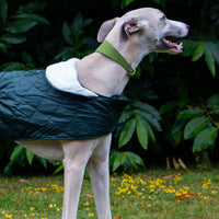 Ancol - Timberwolf Greyhound Collar, 34-43cm