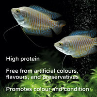 King British - Bloodworm Treats - 7G