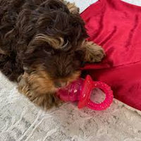 All For Paws - Little Buddy Puppyfier - Large - Pink