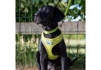 Ancol - Viva Comfort Dog Harness