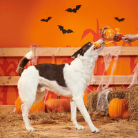 BARK - Halloween Jack-Crow-Lantern Dog Toy