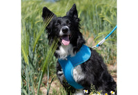 Ancol - Viva Comfort Dog Harness