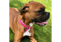 Ancol - Padded Viva Collar