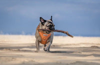 Doodlebone - Adjustable Airmesh Harness, Peach