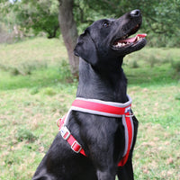 Ancol - Viva Padded Harness, Red