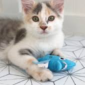 Mad Cat - Shark Biter With Silvervine & Catnip